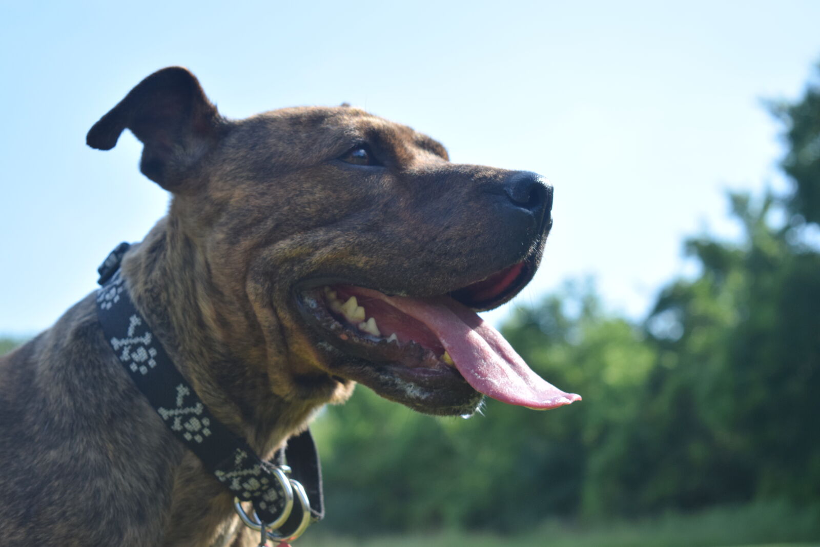 Nikon D3300 sample photo