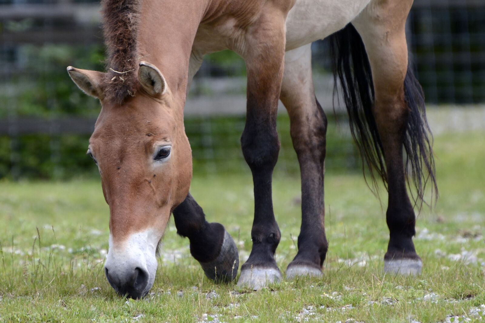 Nikon D7100 sample photo. Przewalski, wild horse, pasture photography
