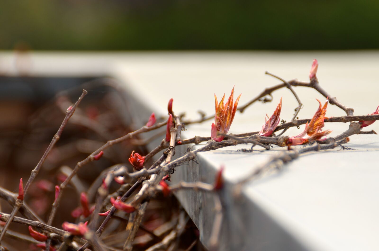 Nikon D5100 sample photo. Ranke, hedge, wall photography