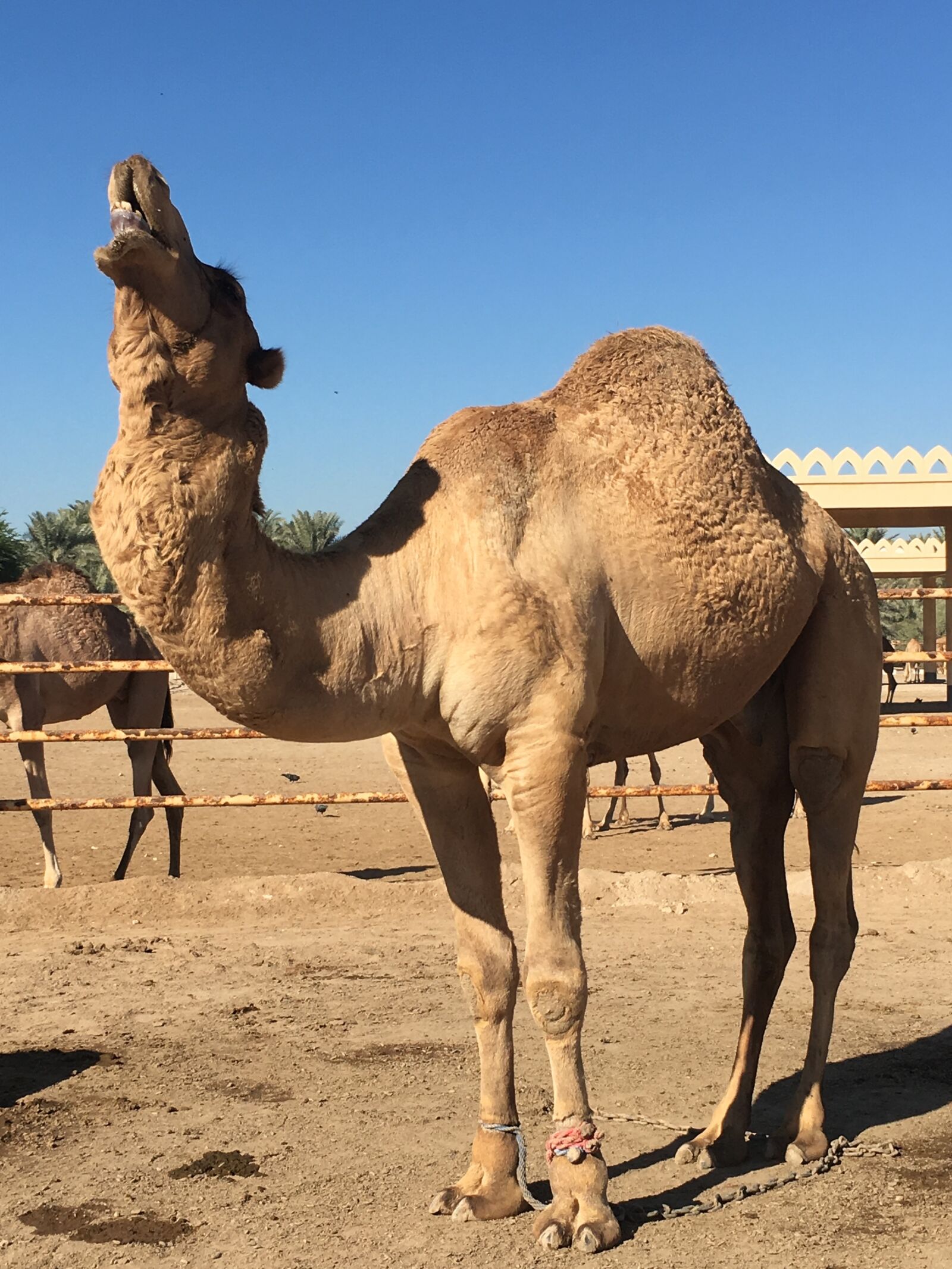 Apple iPhone SE sample photo. Camel, bahrain, desert photography