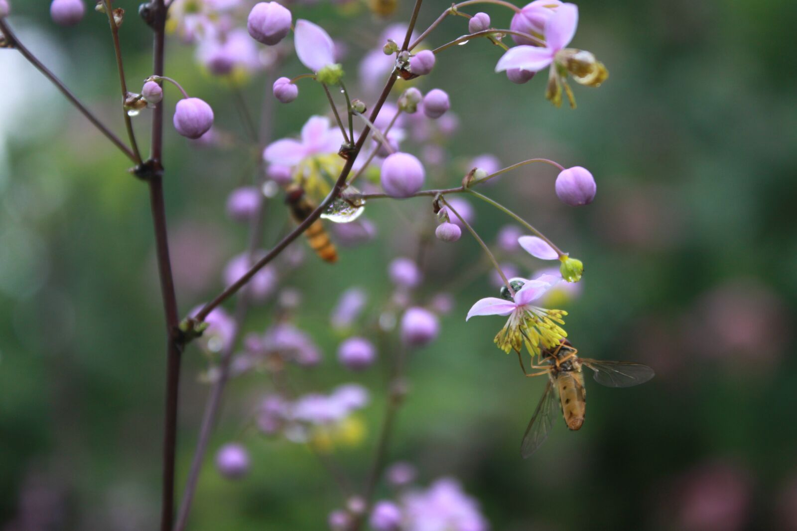 Canon EOS 500D (EOS Rebel T1i / EOS Kiss X3) sample photo. Flowers, bee, nature photography