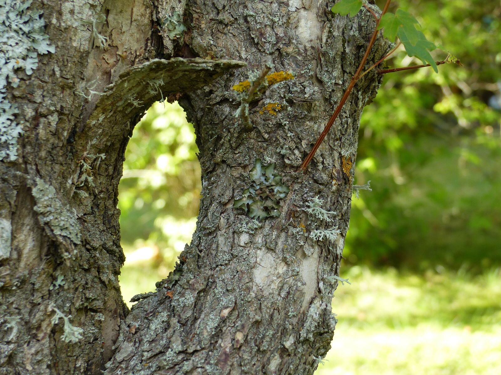 Panasonic Lumix DMC-FZ200 sample photo. Tree, garden, tribe photography
