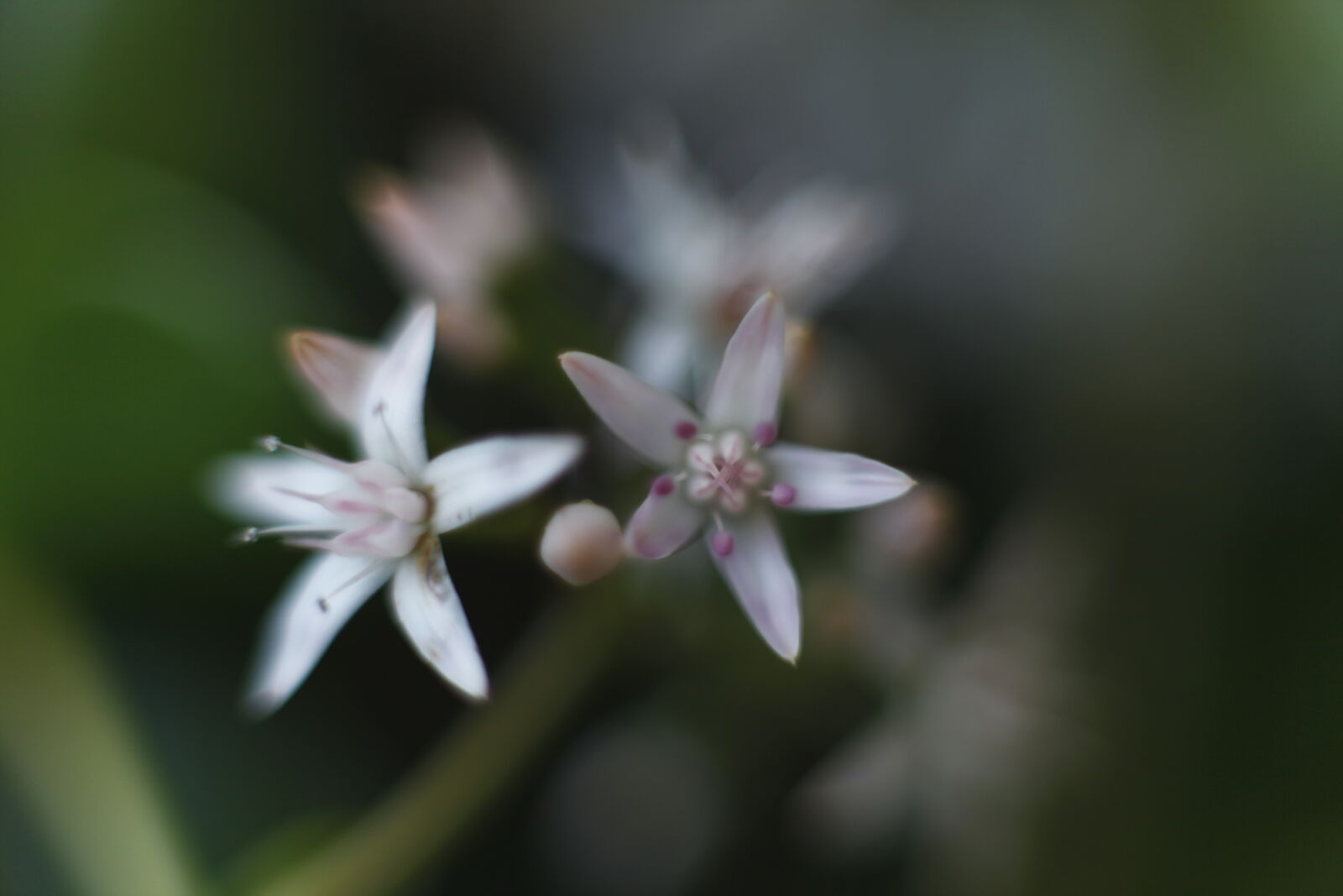 Canon EOS 5D Mark II sample photo. Beautiful, flowers, bokeh, macro photography