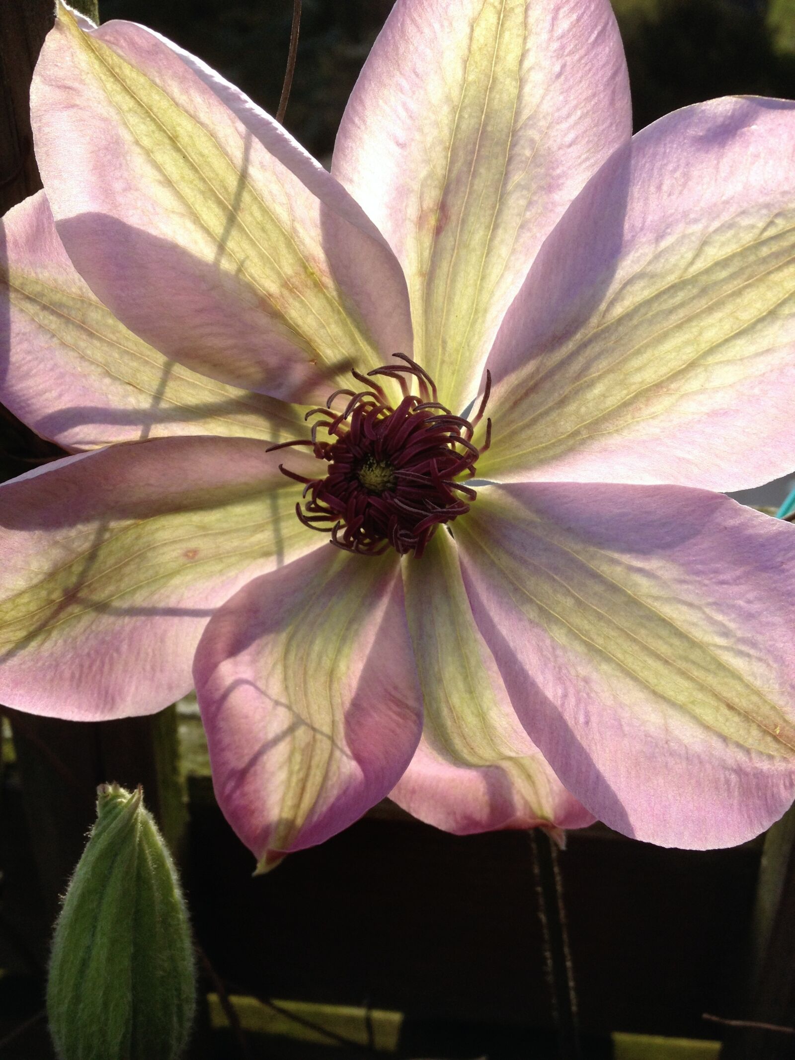Apple iPhone 4S sample photo. Flower, clematis, nature photography