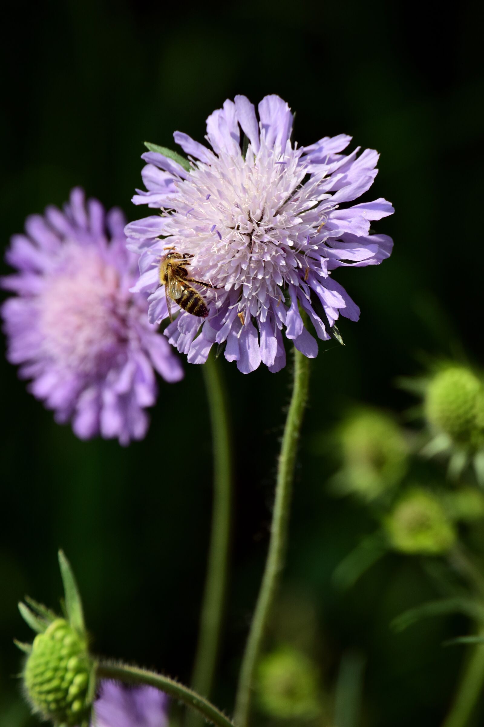 Nikon D3300 sample photo. Blossom, bloom, purple photography