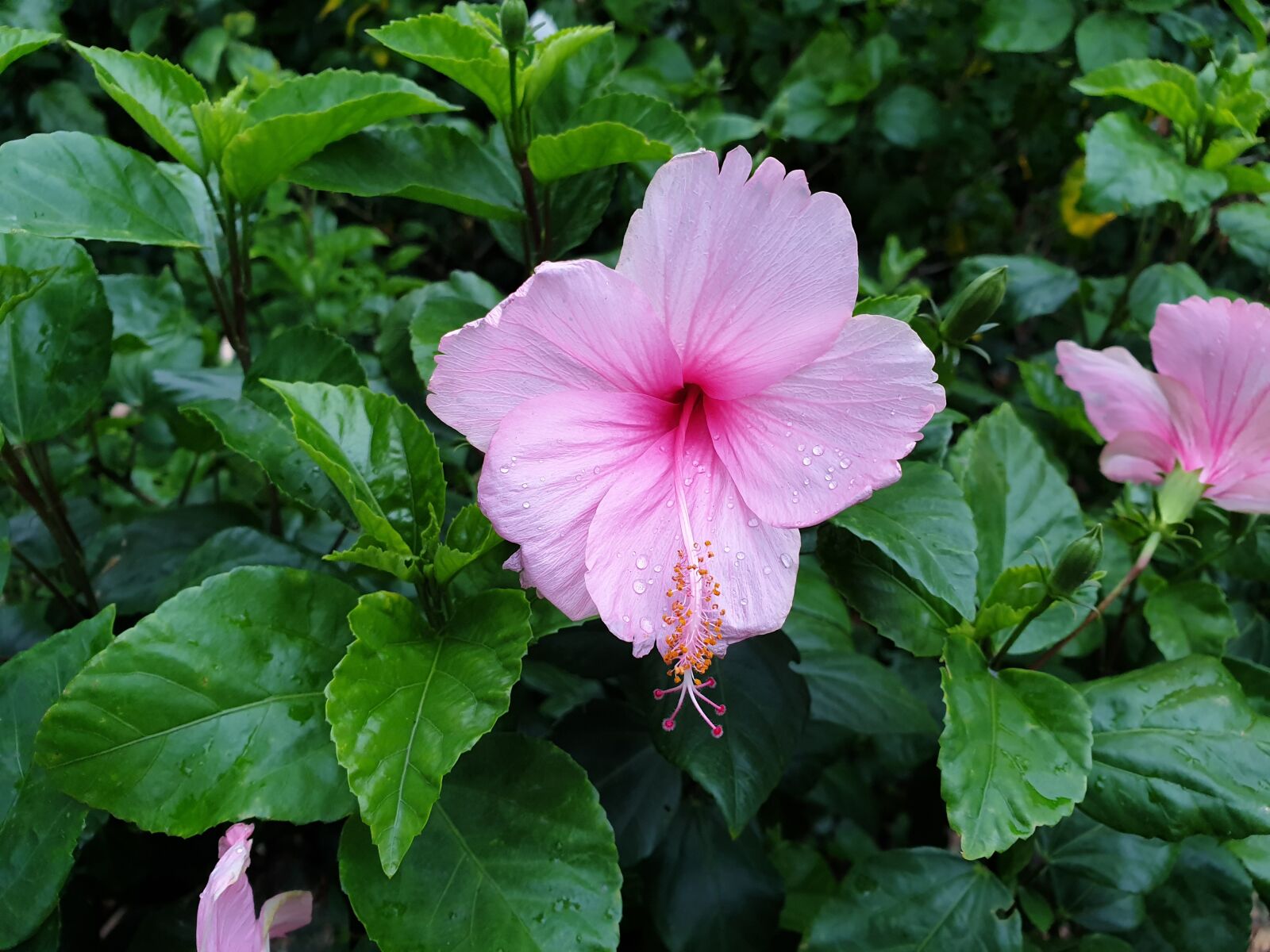 Samsung Galaxy Note9 sample photo. Hibiscus, flower, pink photography