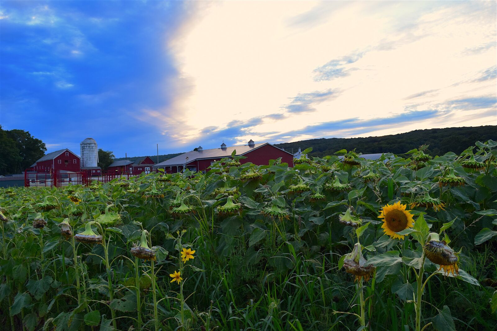 Nikon D3300 sample photo. Sunflower, pasture, green photography