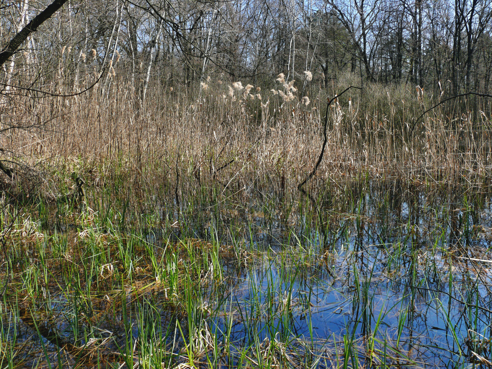 Panasonic DMC-FZ50 sample photo. Swamp photography