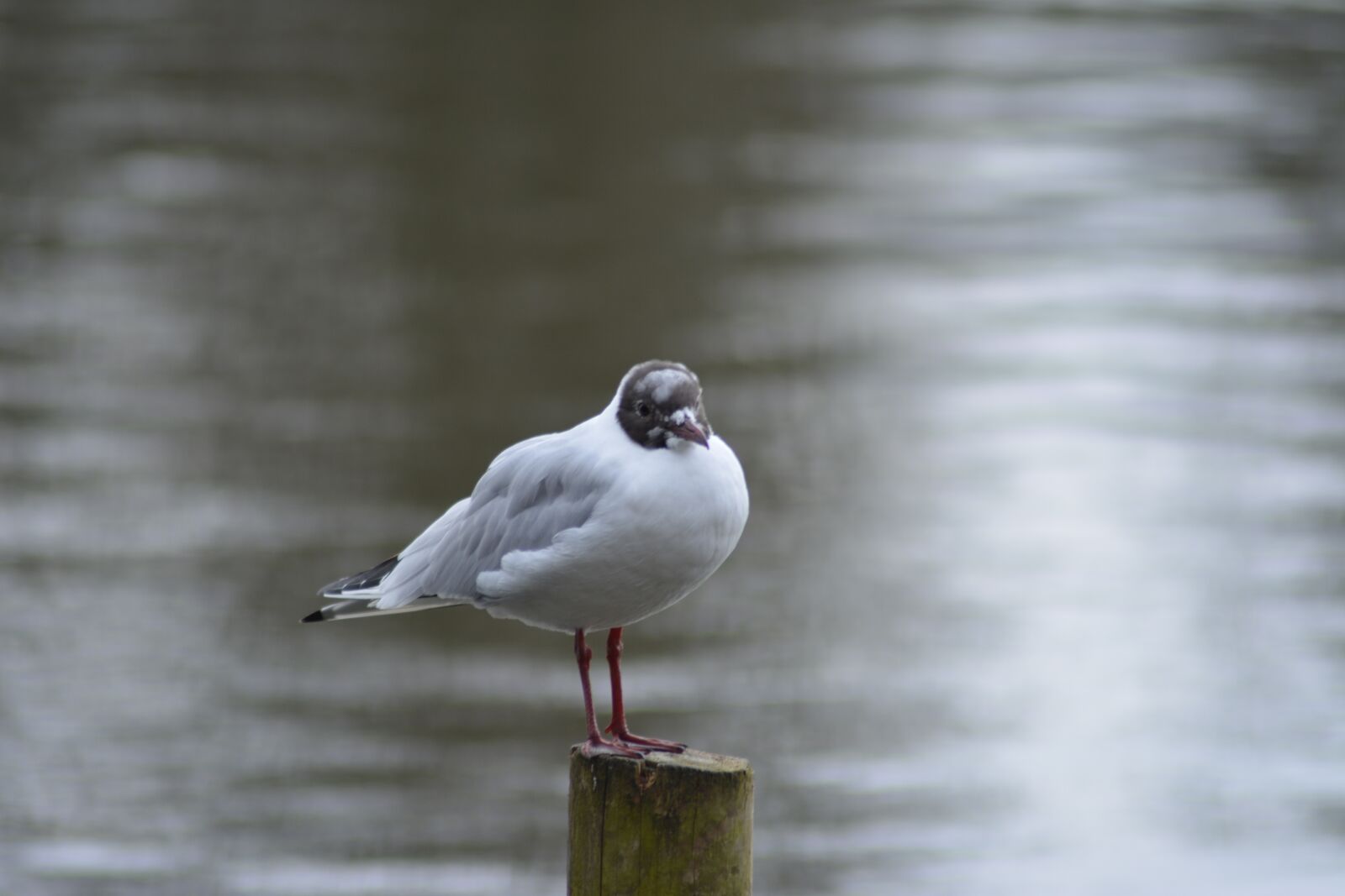 Nikon D5200 sample photo. Seagull, h ttem ge photography