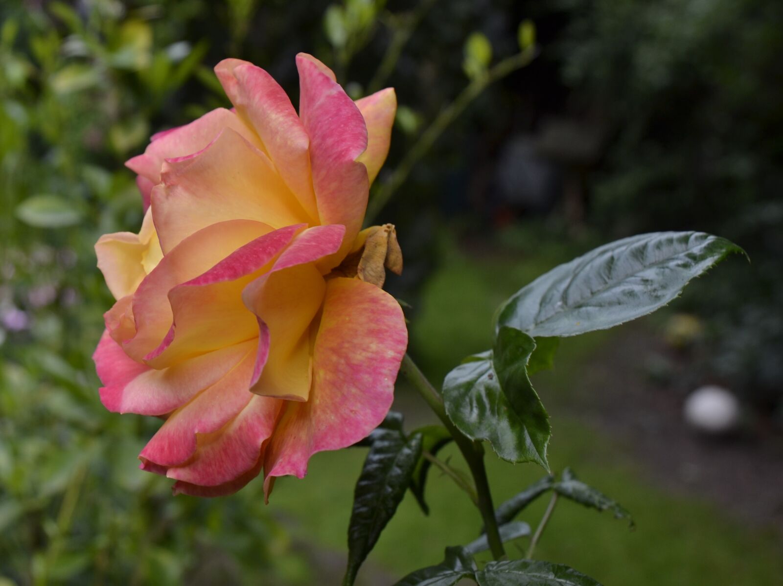 Nikon D3100 sample photo. Roses, garden, summer photography