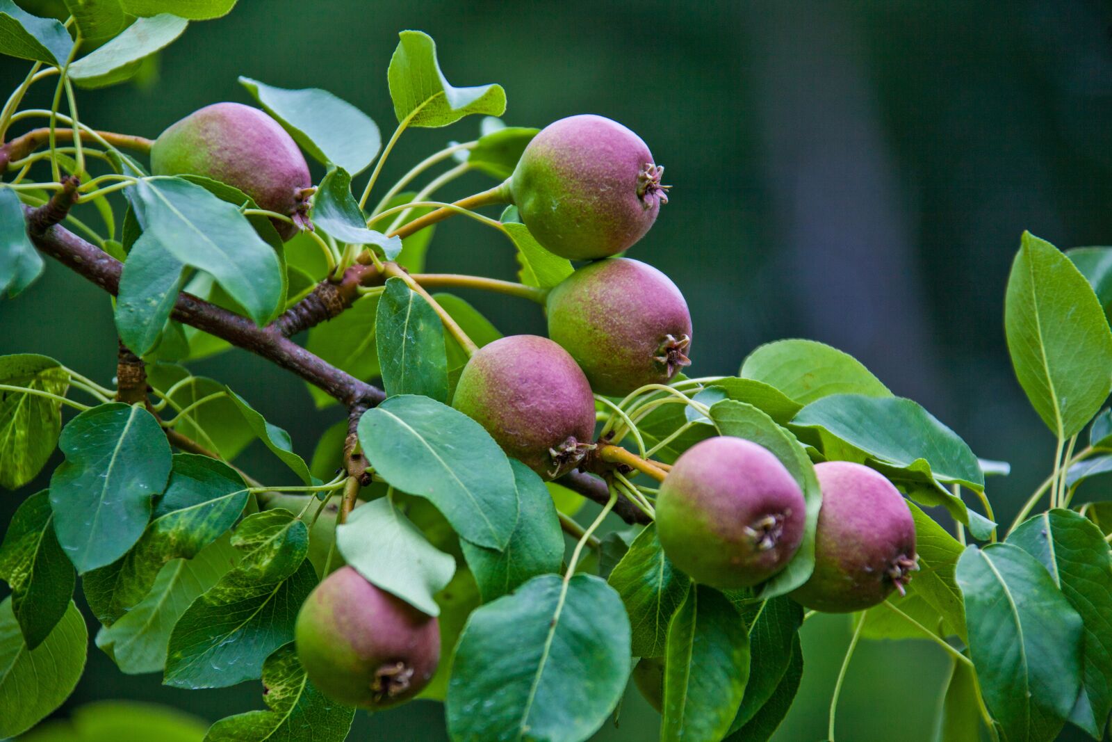 Canon EOS 5D Mark II + Canon EF 28-300mm F3.5-5.6L IS USM sample photo. Fruits, tree, pears photography