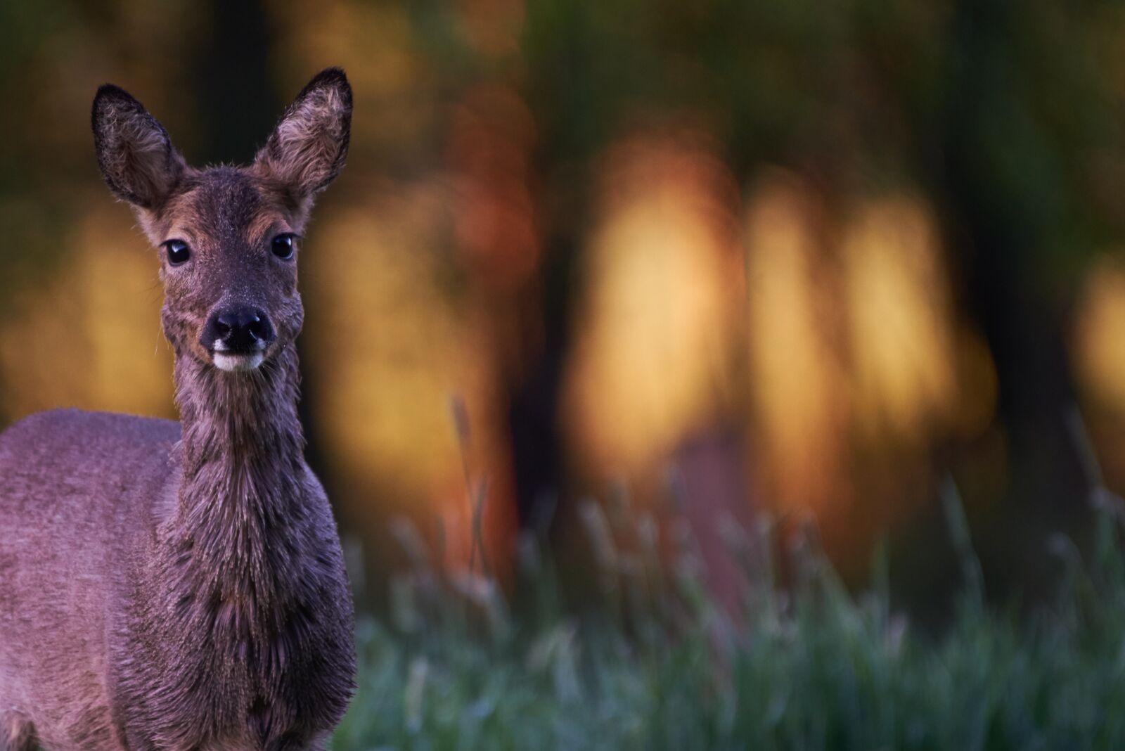 Nikon AF-S Nikkor 200-500mm F5.6E ED VR sample photo. Wild animal, roe deer photography