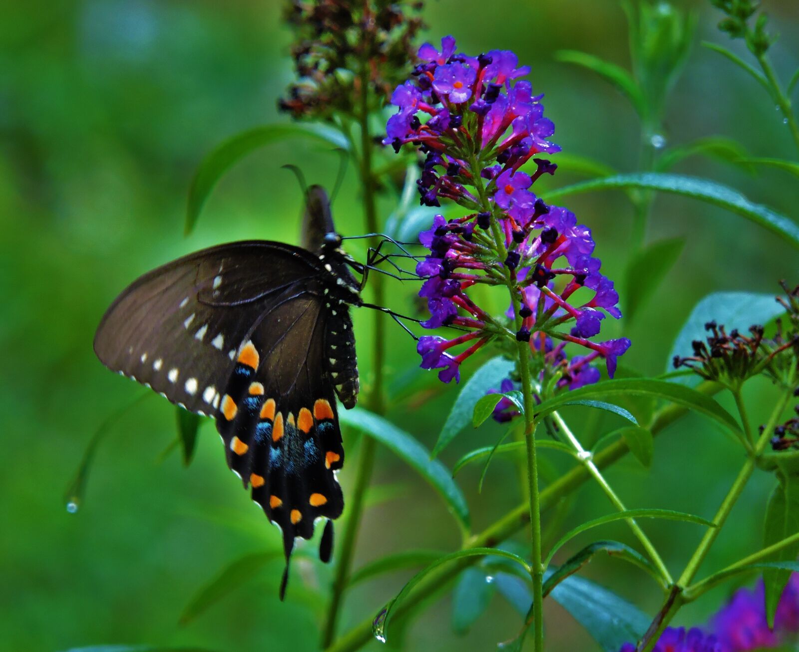 Nikon Coolpix P600 sample photo. Butterfly, swallowtail butterfly, nature photography
