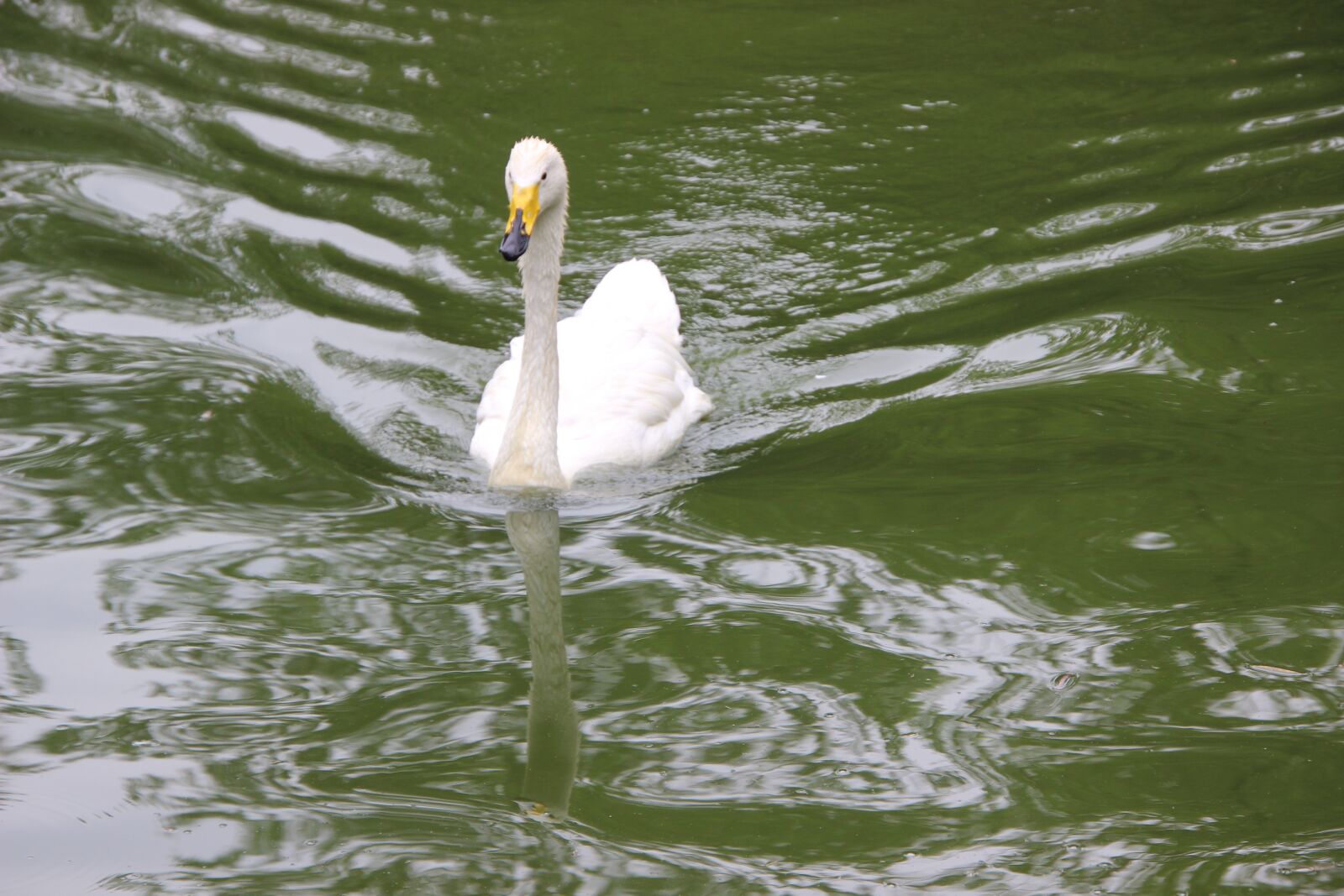Canon EOS 600D (Rebel EOS T3i / EOS Kiss X5) sample photo. Swan, white swan, swimming photography