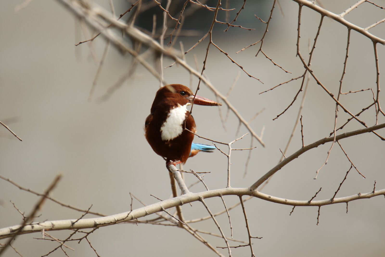 Canon EOS 7D Mark II sample photo. Bird, kingfisher, branches photography