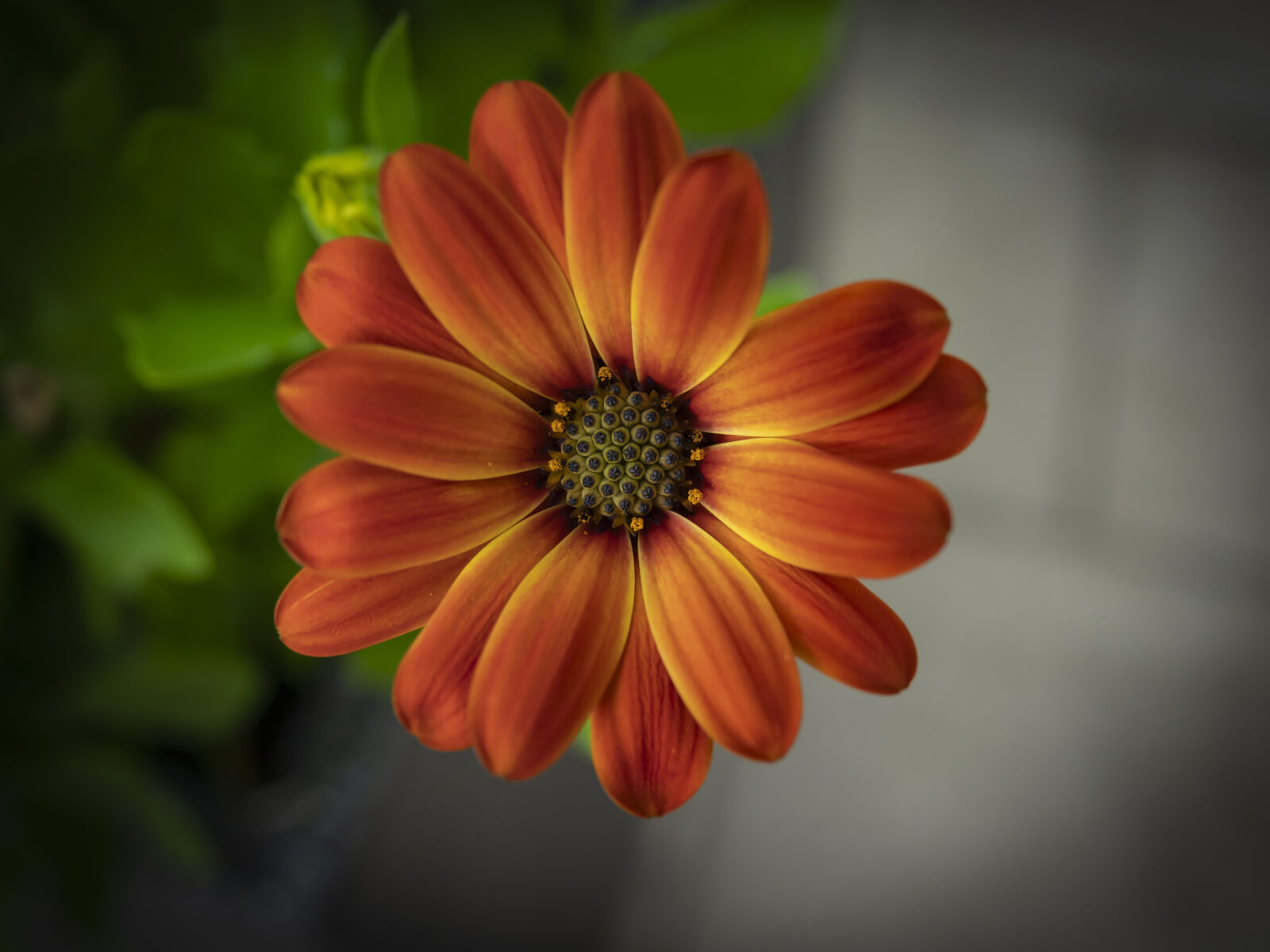 Sony Cyber-shot DSC-RX10 IV sample photo