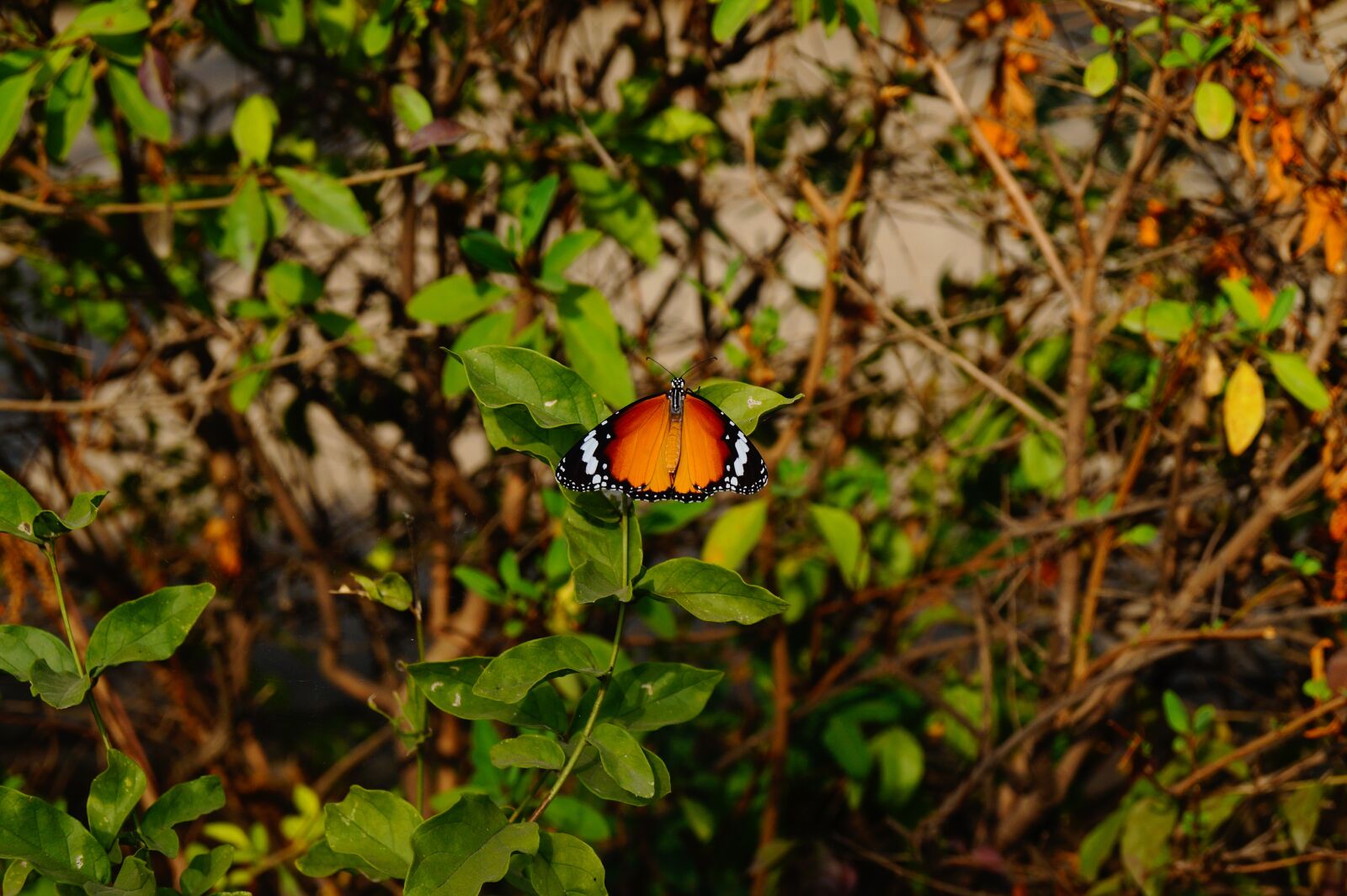 Sony DT 18-55mm F3.5-5.6 SAM II sample photo. Butterfly, nature, wallpaper photography