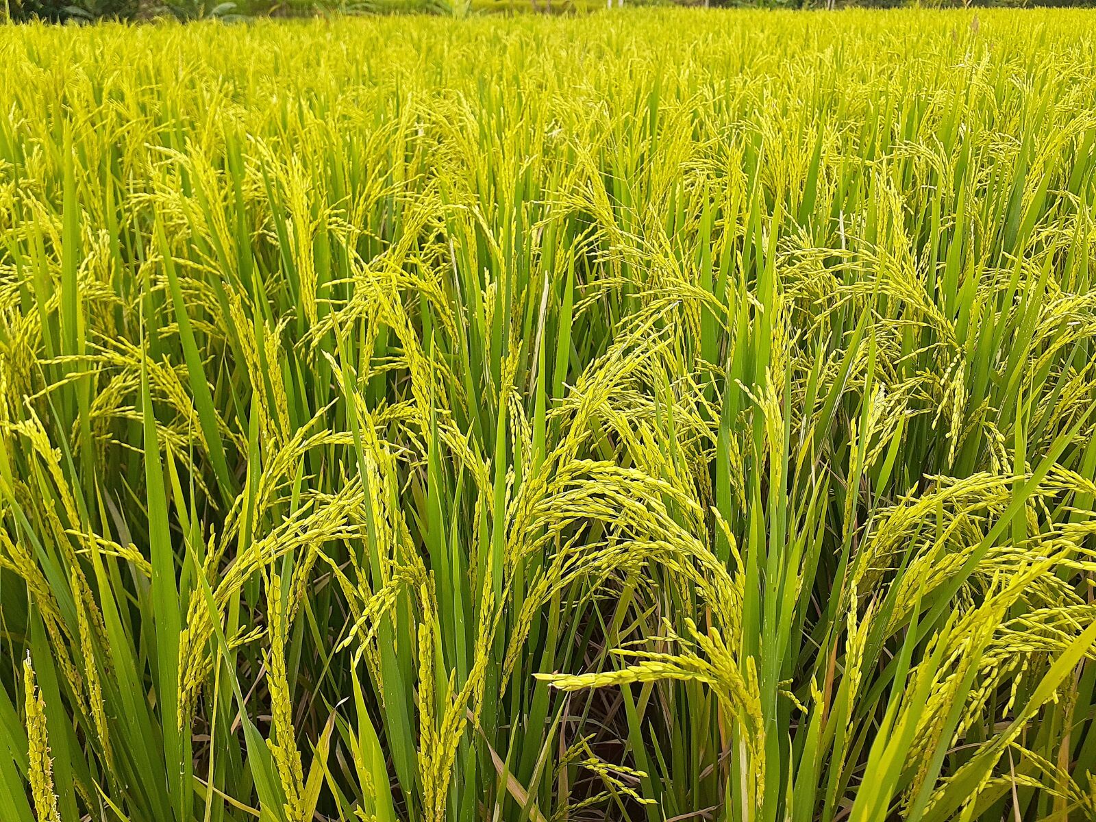 Samsung Galaxy A20 sample photo. Rice, plant, green photography