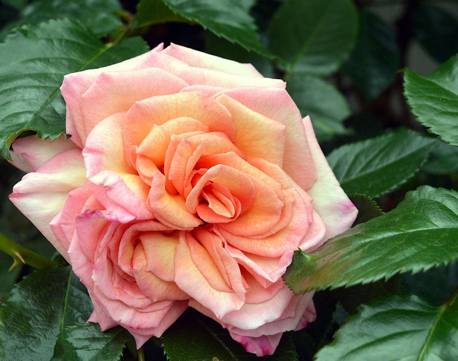 Nikon D3200 sample photo. Rose, climbing rose, blossom photography