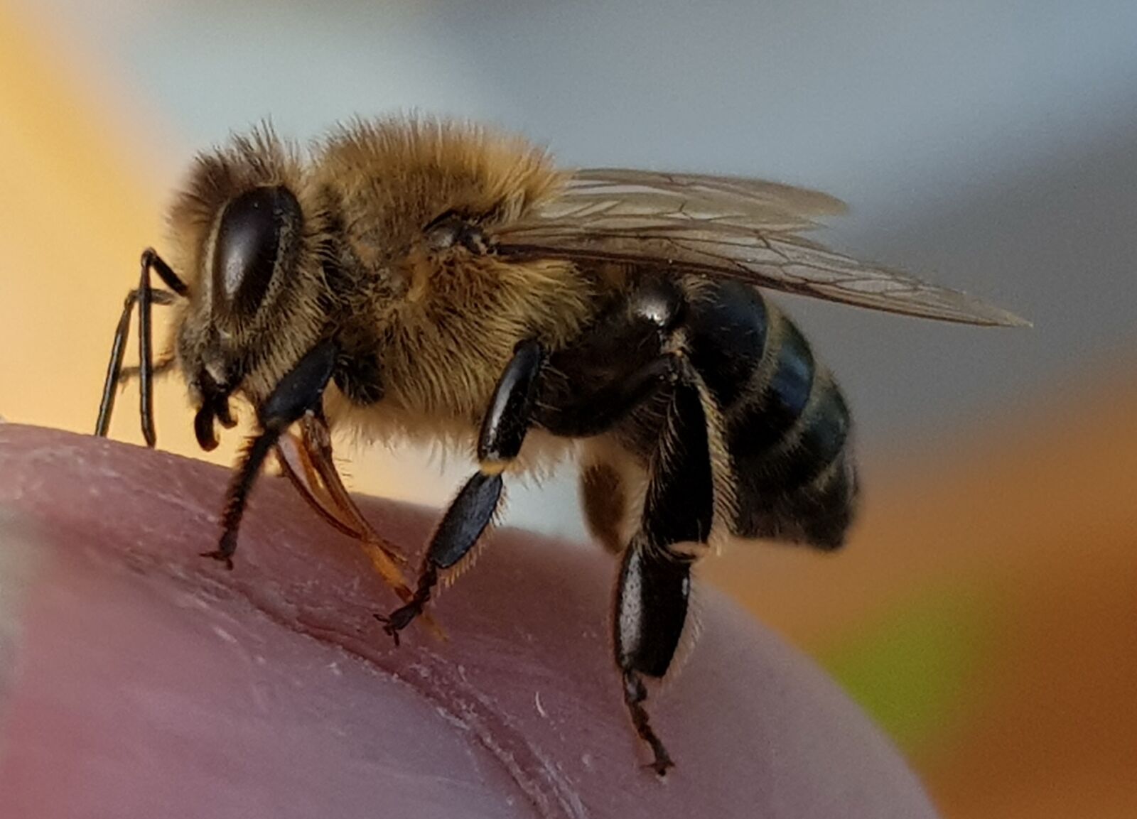 Samsung Galaxy S8 sample photo. Bee, macro, insect photography