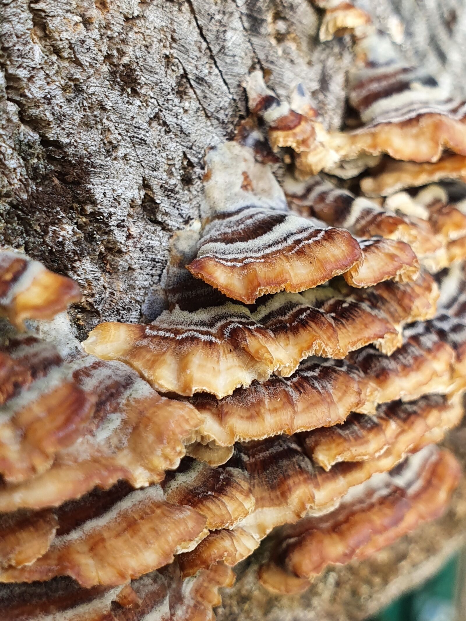 Samsung Galaxy S10 sample photo. Fungus, outdoors, mushroom photography