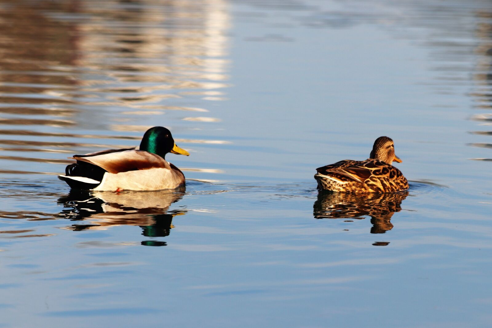 Canon EOS 200D (EOS Rebel SL2 / EOS Kiss X9) sample photo. Female and male ducks photography