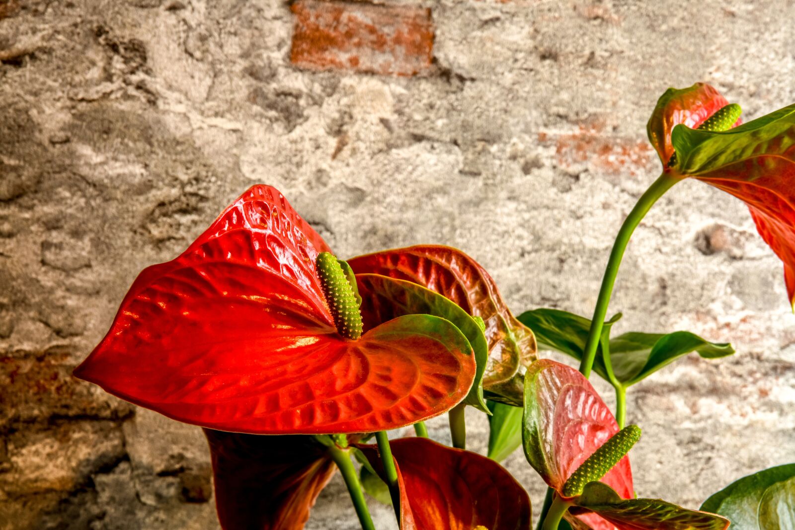 Nikon D850 sample photo. Flower, red, blossom photography