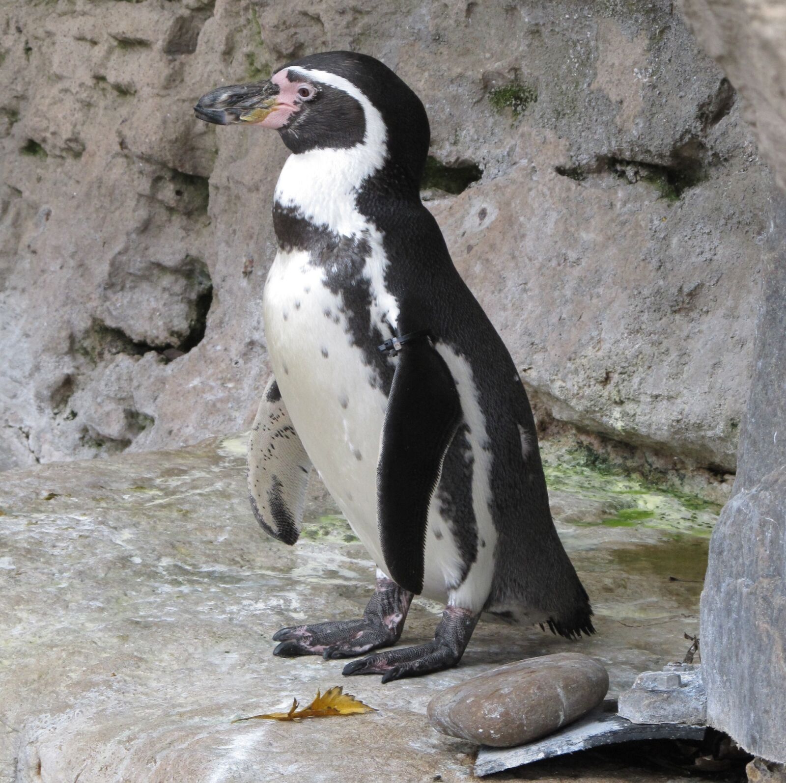 Canon PowerShot SX130 IS sample photo. Penguin, humboldt penguin, cute photography