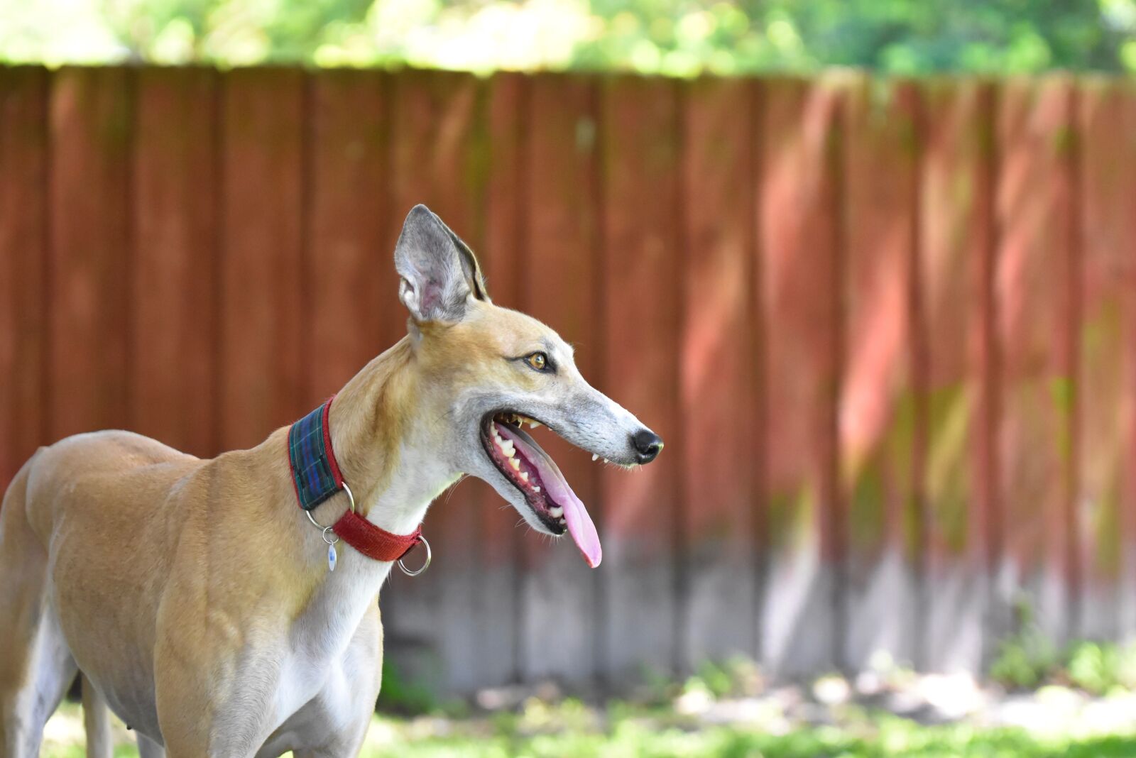 Nikon D5500 sample photo. Greyhound, retired racing dog photography