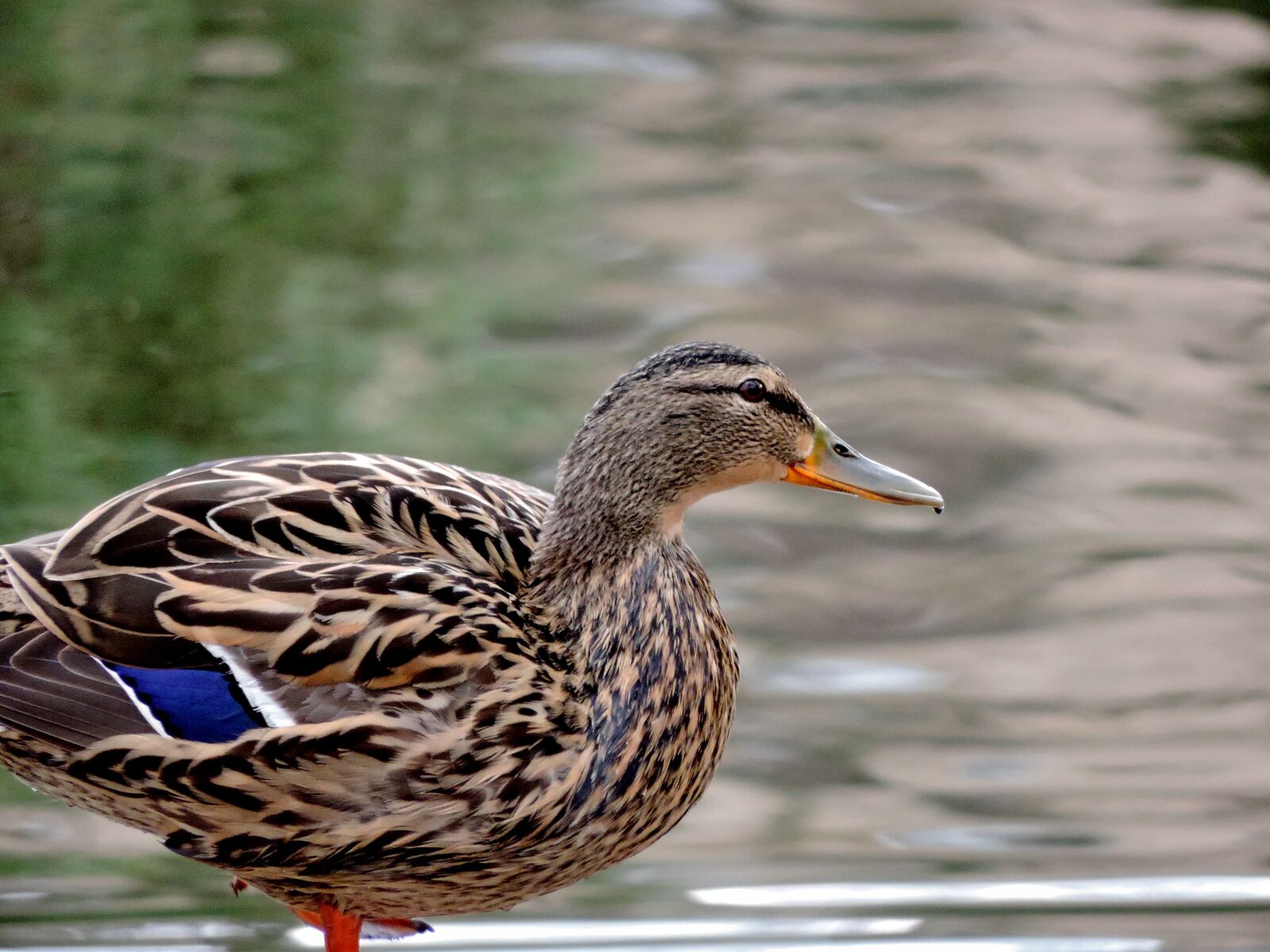 Nikon Coolpix P520 sample photo. Feather, duck bird, beak photography