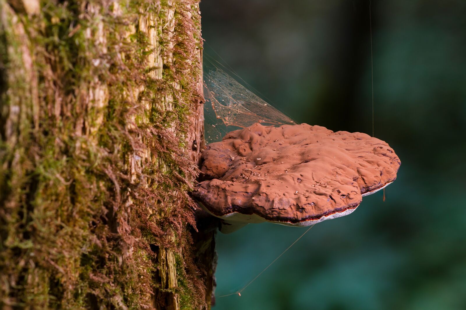 Canon EOS 7D sample photo. Mushroom, tree fungus, rotten photography