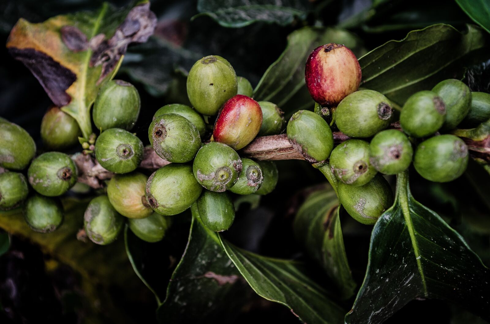 Nikon D7000 sample photo. Coffee, plant, nature photography