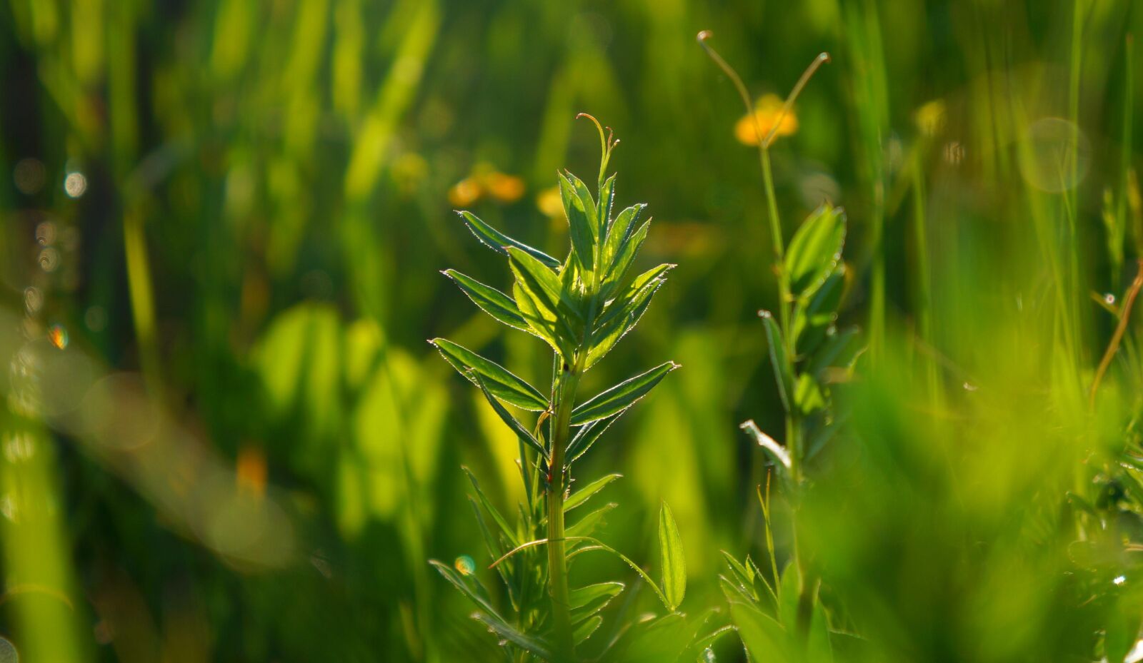 Sony Alpha a3000 + Sony E 18-55mm F3.5-5.6 OSS sample photo. Nature, plants, green photography