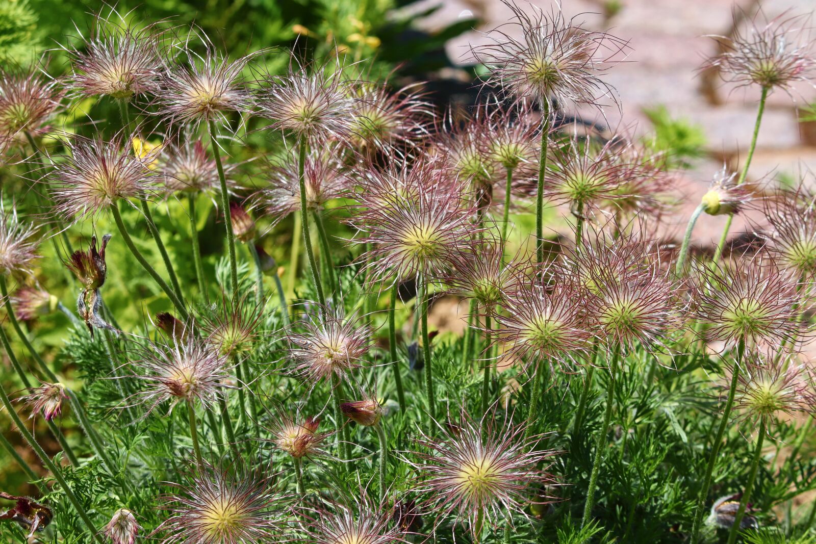 Canon EOS 200D (EOS Rebel SL2 / EOS Kiss X9) sample photo. Pasqueflower, pulsatilla vulgaris, faded photography