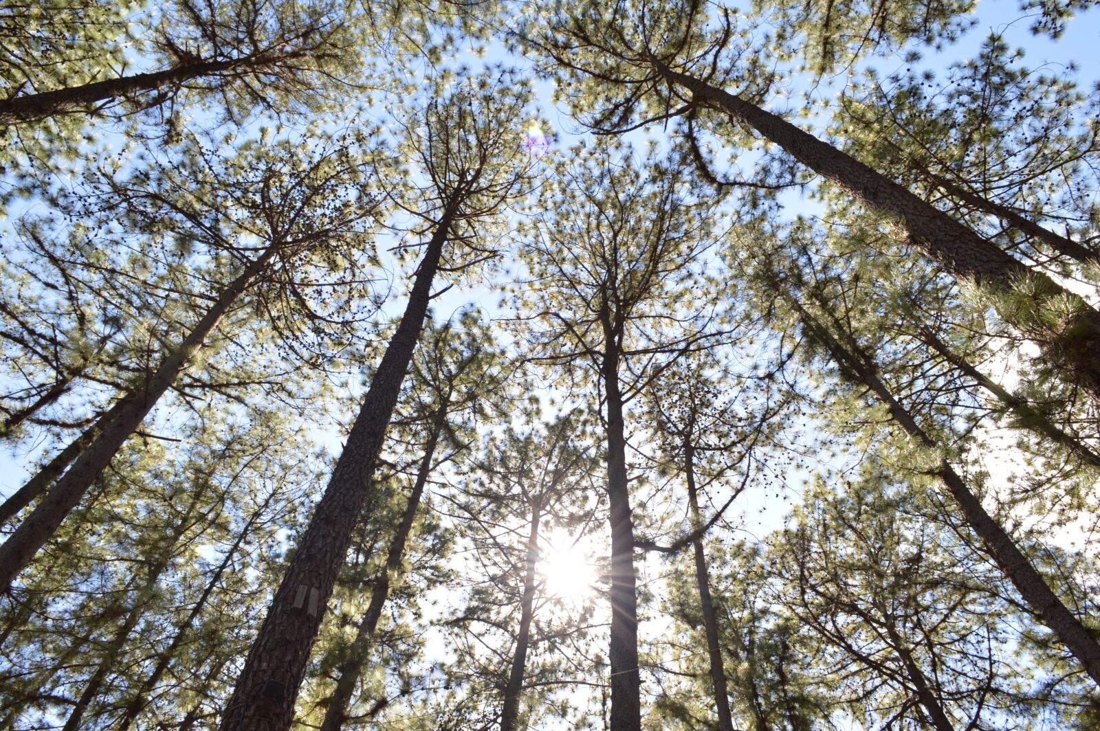 Nikon D3200 sample photo. Nature, trees, green photography