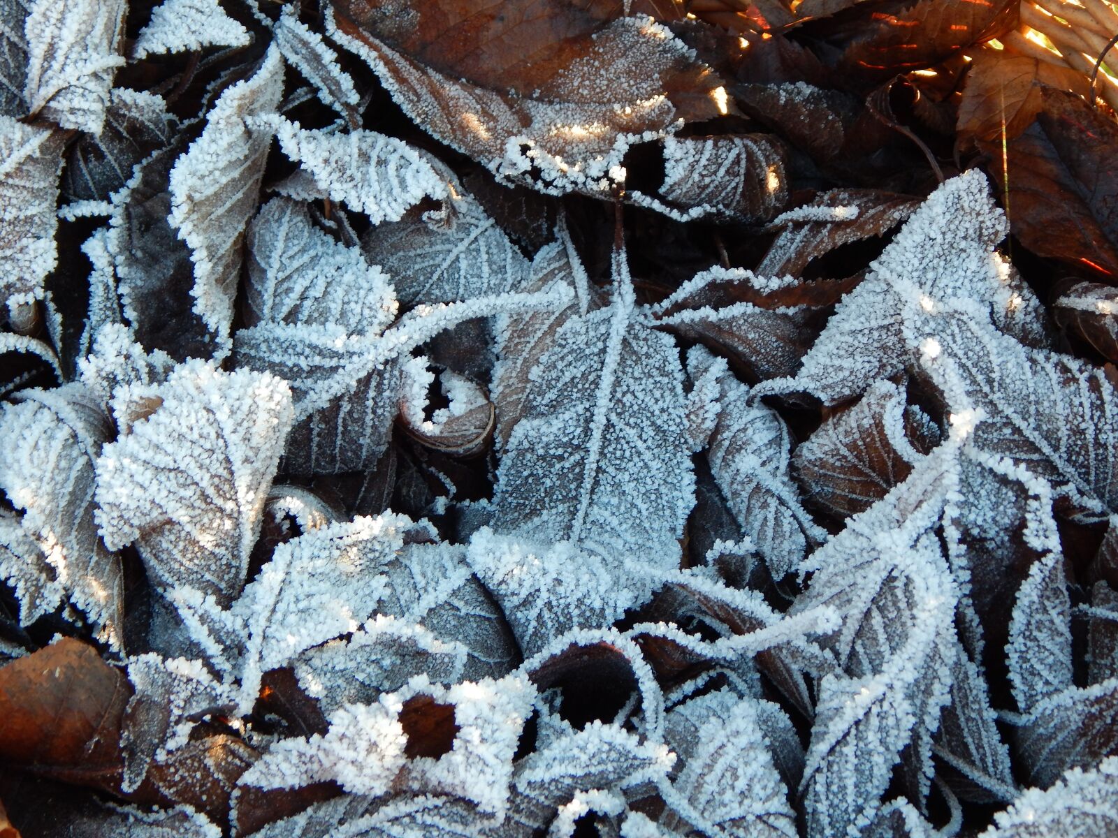 Nikon Coolpix L830 sample photo. Frozen, winter, leaves photography