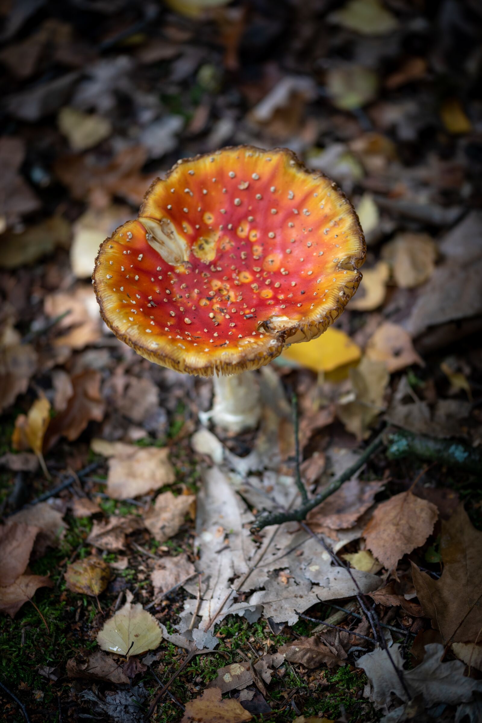 Nikon D750 sample photo. Mushroom, nature, red with photography