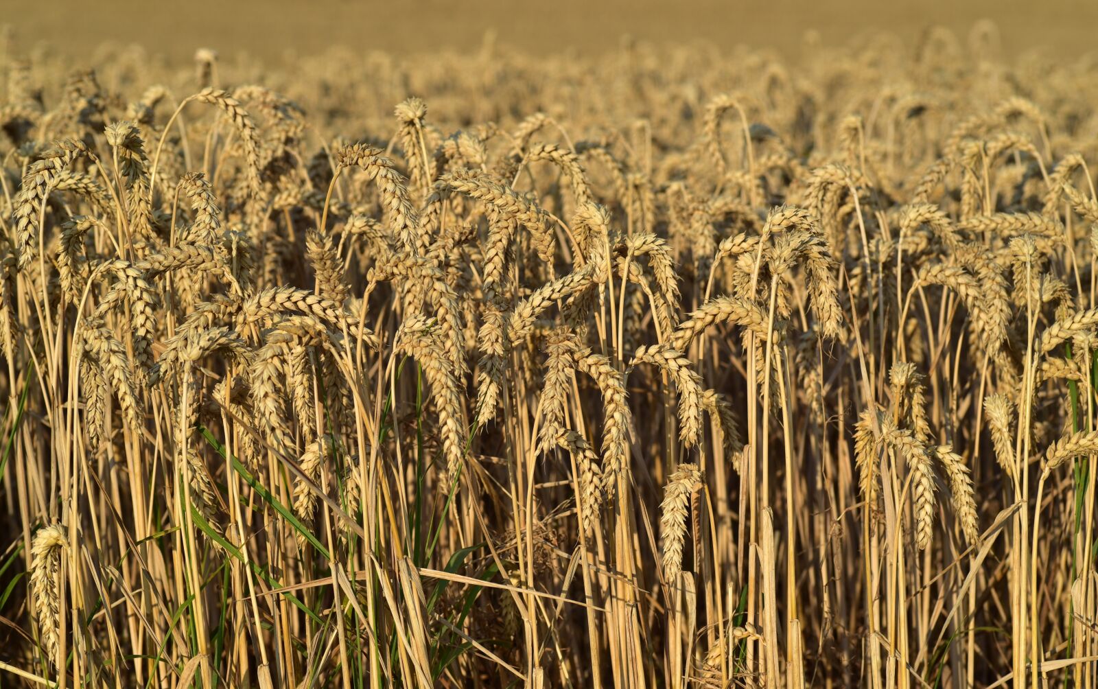 Nikon D750 sample photo. Wheat, wheat field, nature photography