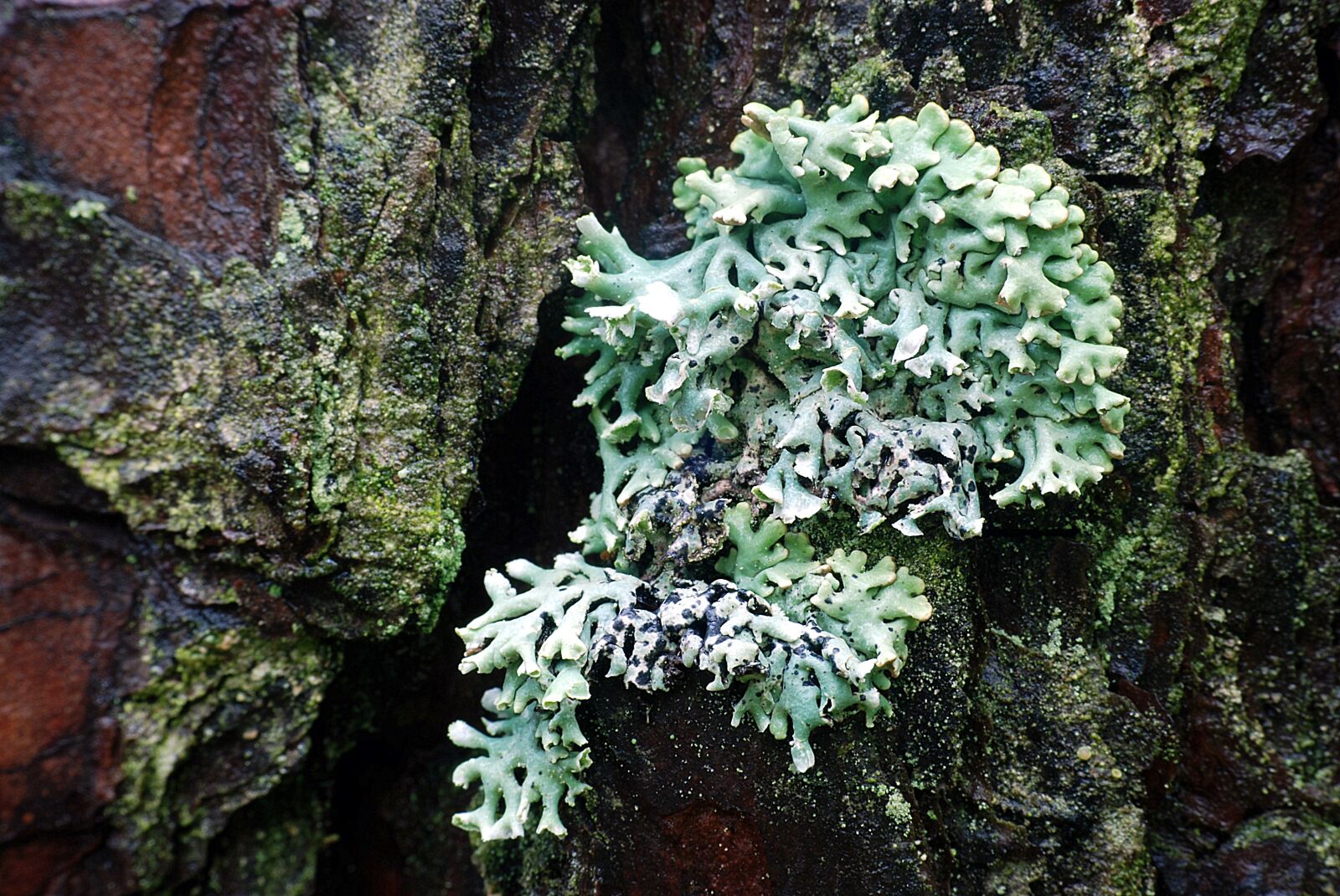 Nikon D80 sample photo. Lichen, tree, forest photography