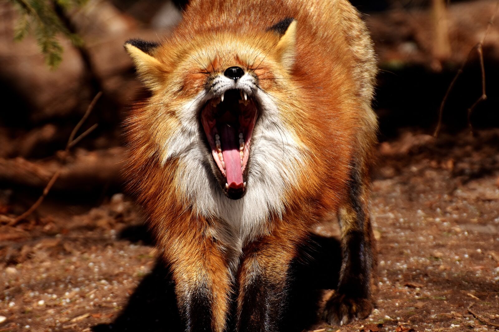Nikon D7200 sample photo. Fuchs, yawn, funny photography