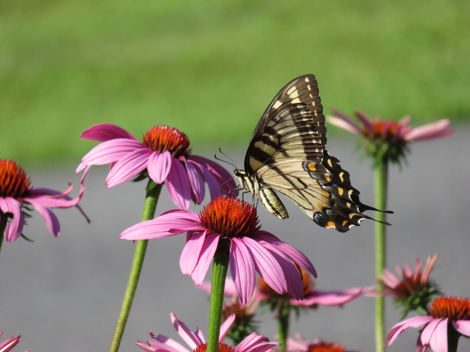 Canon PowerShot SX710 HS sample photo. Yellow, buttery, pink photography