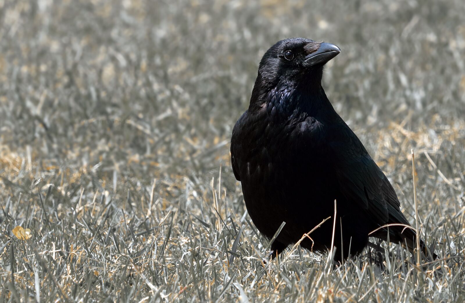 Canon EOS 80D sample photo. Raven, bird, raven bird photography