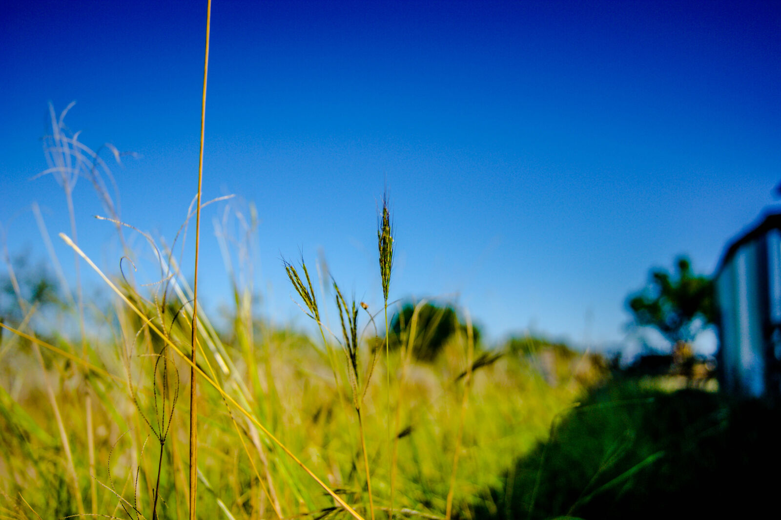 Sony Alpha DSLR-A390 sample photo. Nature photography