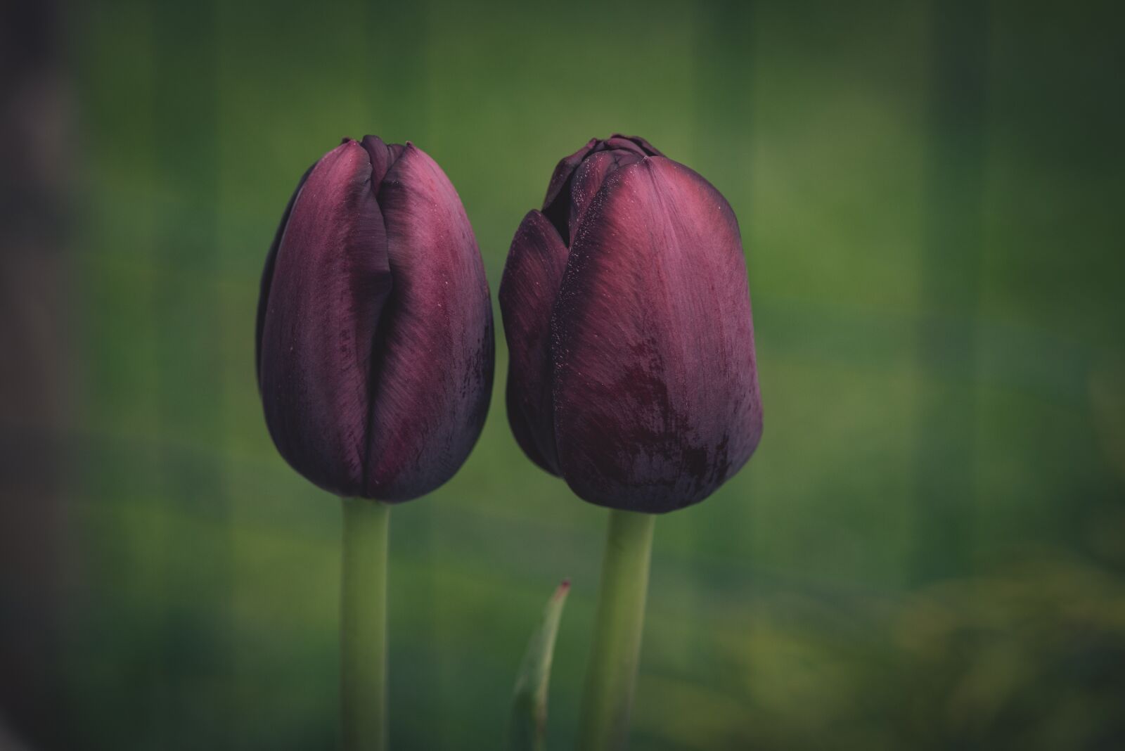 Nikon D750 sample photo. Tulips, flowers, wine red photography
