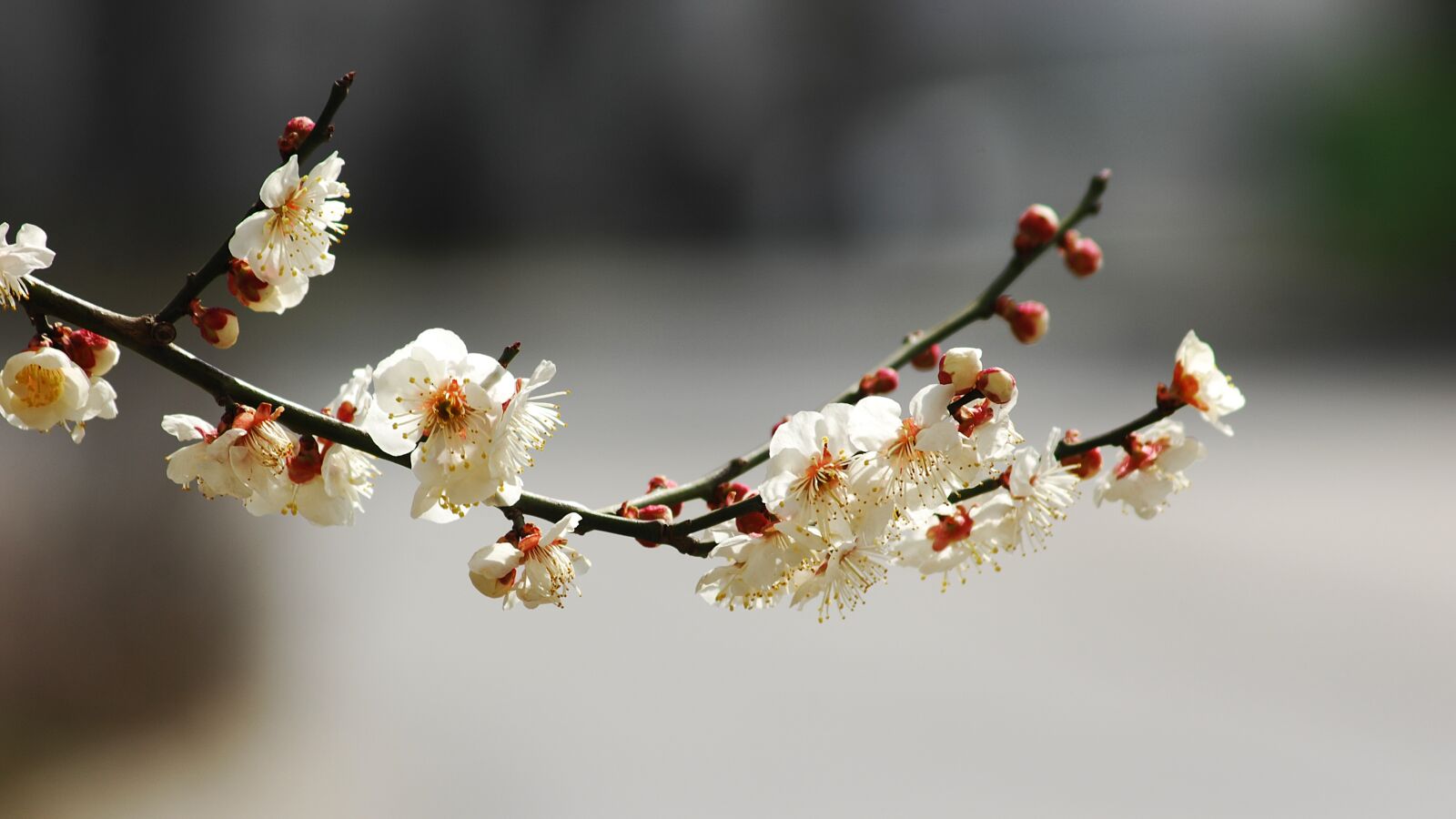 Nikon D2Xs sample photo. Cherry flowers, petal, summer photography