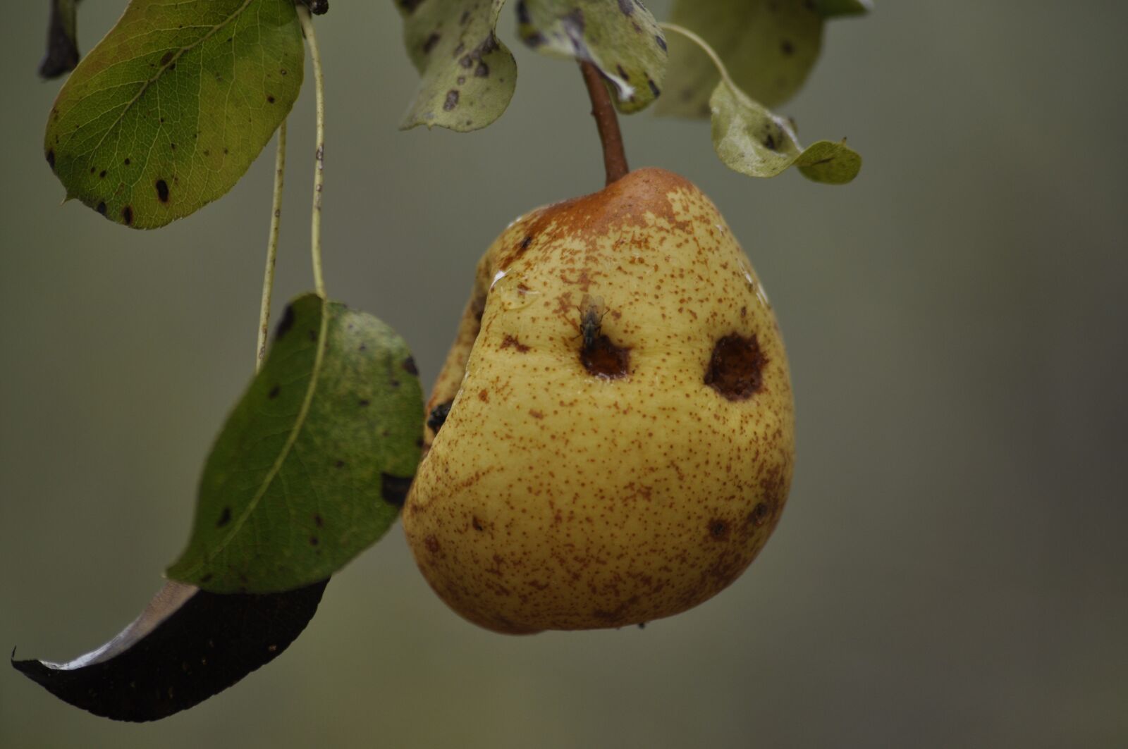 Nikon D90 sample photo. Pear, tree, branch photography