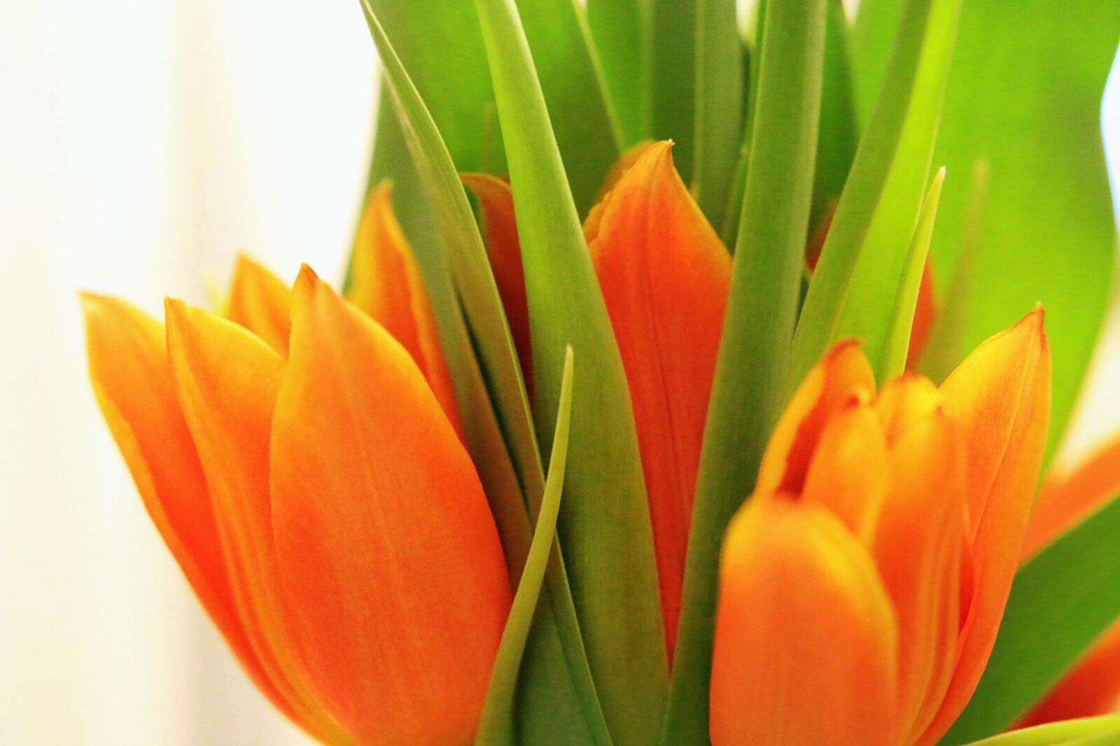 Canon EOS 70D sample photo. Tulip, flower, nature photography