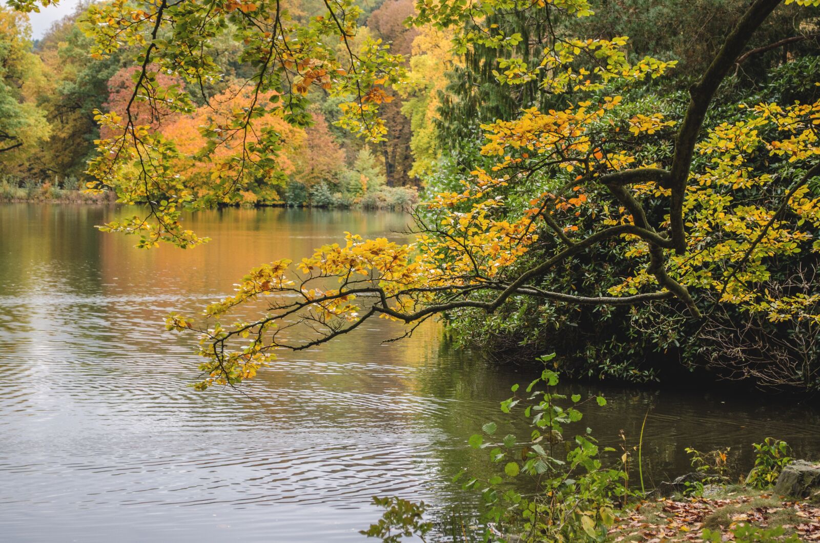 Nikon D5100 sample photo. Autumn, nature, branch photography