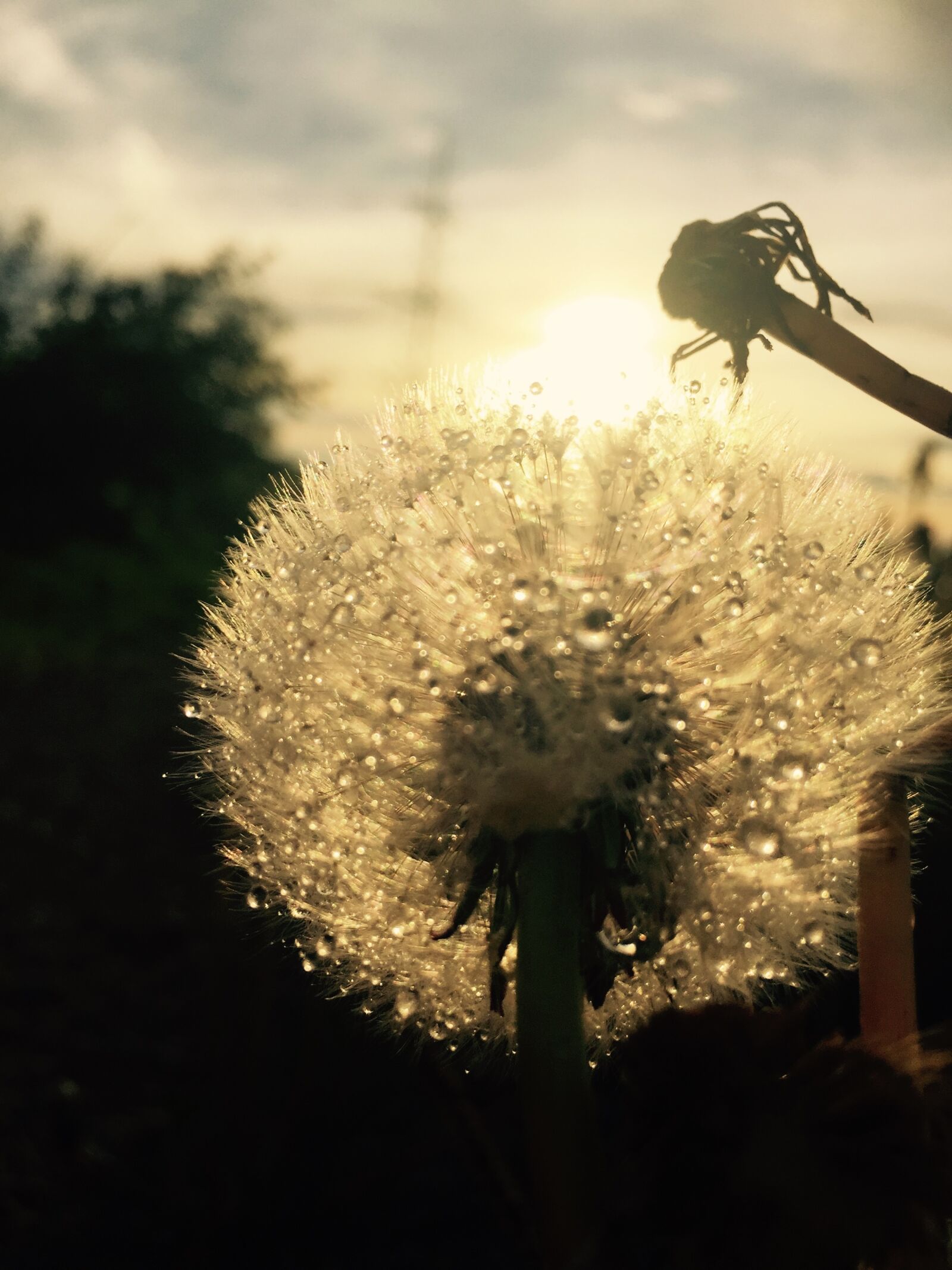 Apple iPhone 6 sample photo. Dandelion, rain, landscape photography