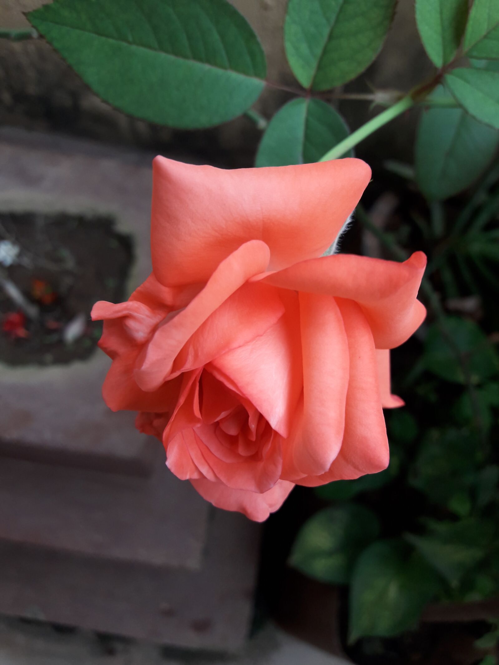 Samsung Galaxy J7 Neo sample photo. Flower, rose, love photography